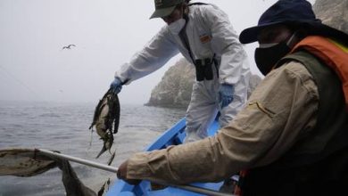 Bild von Repsol stellt sicher, dass 98 % des an der peruanischen Küste ausgelaufenen Öls zurückgewonnen wurde