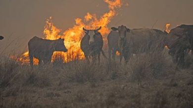 Bild von Das Feuer hat in der argentinischen Provinz mehr als 800.000 Hektar vernichtet