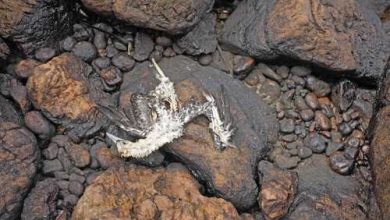 Bild von Etwa 350 Vögel sterben an der Küste von Peru durch die Repsol-Ölpest